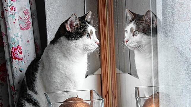 In den vergangenen Jahren wurden immer wieder Katzen gefunden, die mit Rattengift in Kontakt gekommen waren (Symbolfoto/SK-Archiv).