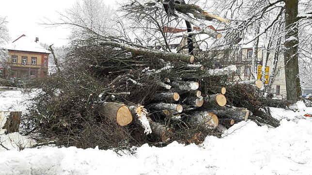 Das gestapelte Holz der gefällten Bäume auf dem historischen Zinzendorfplatz am Montagvormittag.