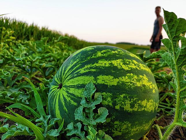Gemüsebauer Philipp Buhl hat seine Wassermelonenfelder direkt vor dem Haus, damit nichts geklaut wird.