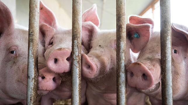 Der Schweinebestand in den Ställen sinkt.