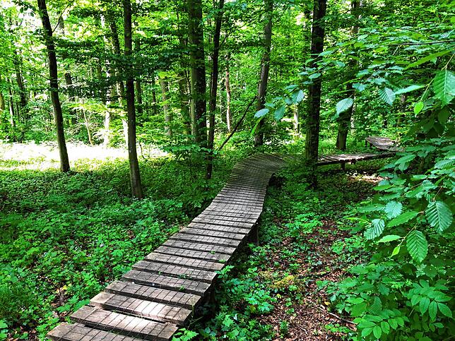 Bild 2: Wandern vor der Haustür (Teil 4): Durch den Bürgerwald zum Küssaberger Rheinufer