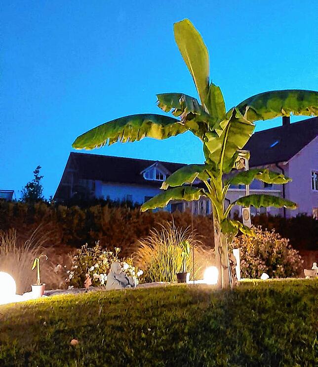 Toller Anblick: In der Abenddämmerung, angestrahlt von Lampen, wirkt die Bananenstaude besonders schön.