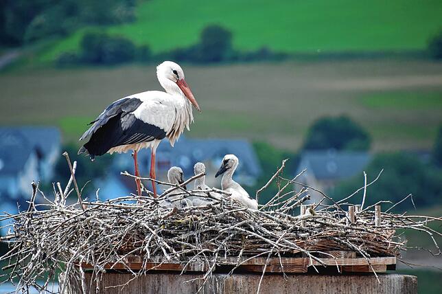 Sie sitzen eng gekuschelt im Nest und lassen sich von den Sonnenstrahlen wärmen.