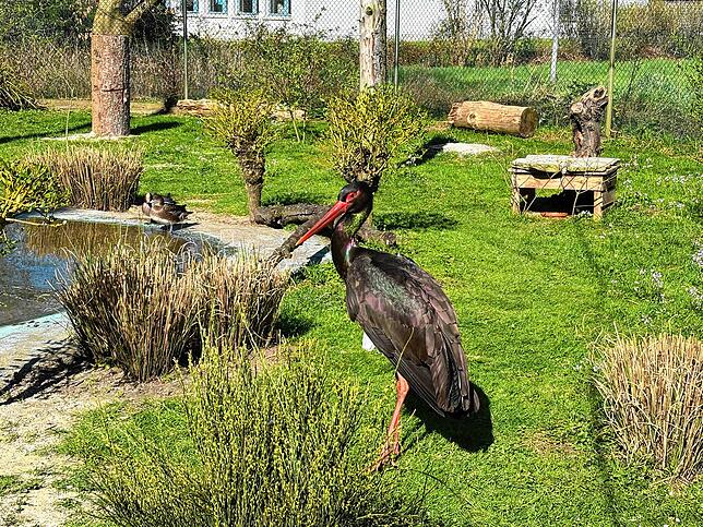 Der Schwarzstorch ist neben dem Weißstorch die einzige in Europa brütende Art aus der Vogelfamilie der Störche.