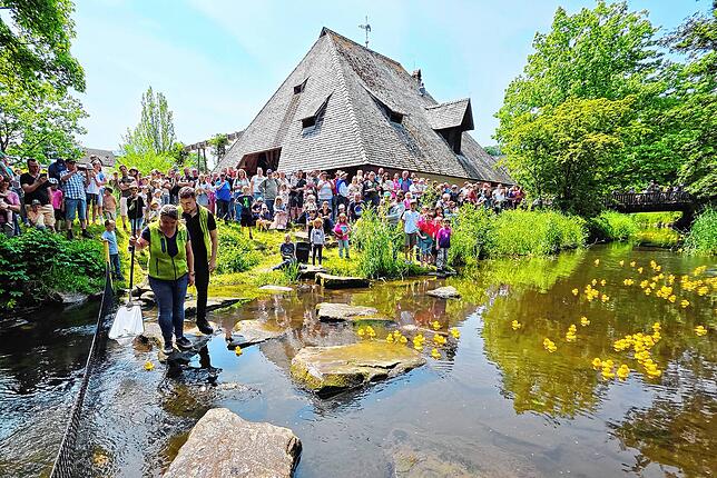 Zieleinlauf des Entenrennens auf der Kirnach. Nadine Bähr und John Mohr von der Touristinfo Unterkirnach ermitteln unter den Augen ...