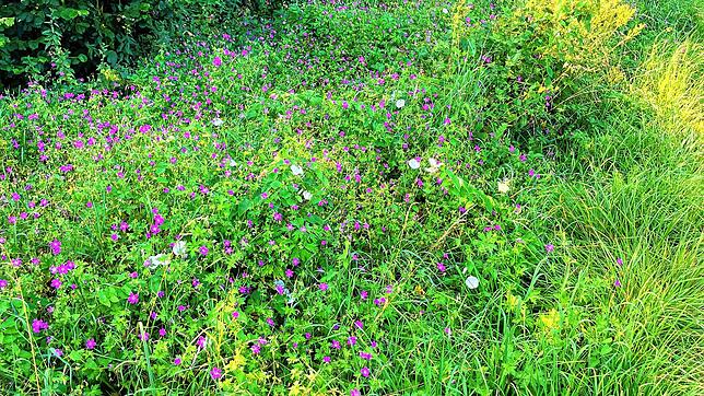 Ein Gewässerstreifen. Hier blühte Ende Juli der Sumpf-Storchschnabel, man erkennt auch Mädesüß und Kohl-Kratzdistel. Meist dominieren ...