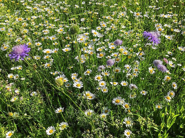 Hans-Leo Zepf hat eine Grünfläche bei der Biberhalle in eine Blumenwiese umgewandelt, die den Artenreichtum fördert.