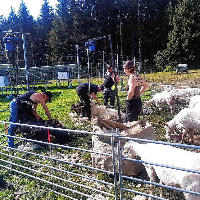 Schafschur beim Solarpark Spitalhöfe in Pfaffenweiler. Ralf und Fabienne Kürner (von links) befreien ihre Schafe von der Wolle. Die ...