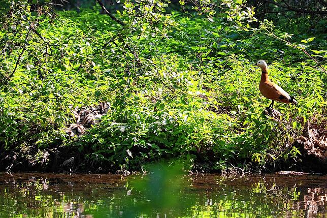 Eine Rarität auf dem Affenberg: EIne Rostgans bewacht ihre etwa zwölf Küken. Das Besondere an Rostgänsen ist, dass sie zum einen ...