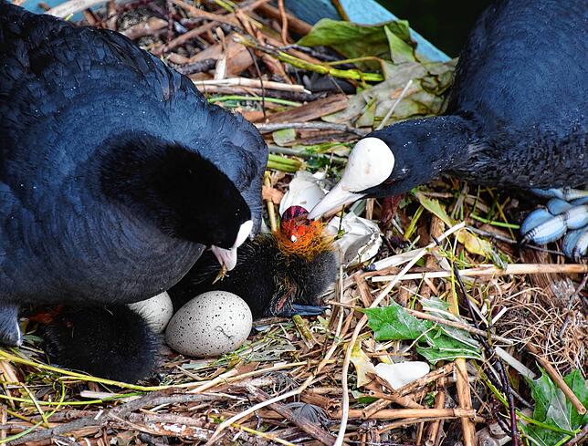 Bild 7: Hallo Welt! Immer mehr Küken bei Familie Blässhuhn auf dem Minifloß im Bodmaner Hafen schlüpfen