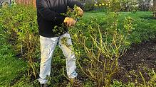 Erich Boll schneidet eine Strauchrose in Nöggenschwiel. Strauchrosen werden weniger stark zurück geschnitten. Bild: Bettina Ebi