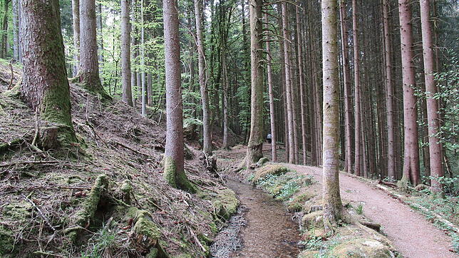 Fichten säumen das Heidewuhr bei Bergalingen. Im Rickenbacher Gemeindewald sollen die Fichtenbestände mit klimastabileren Baumarten ...