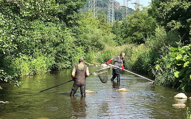 Der Angelsportverein Gurtweil musste jeweils 50 Meter unterhalb und oberhalb der Schwellen nach Fischen suchen.