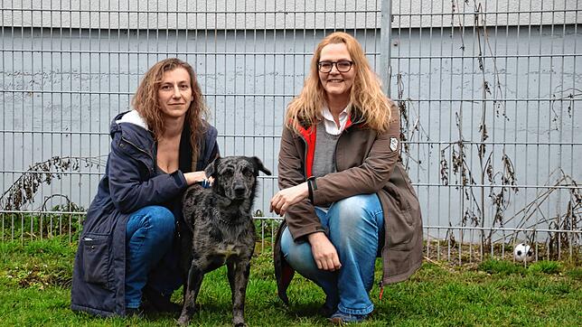 Nicole Weber (links) und Julia Bierbach mit Hund Nino im Außenbereich des Tierheims Radolfzell. Insgesamt fehlt es an Platz, deshalb ...