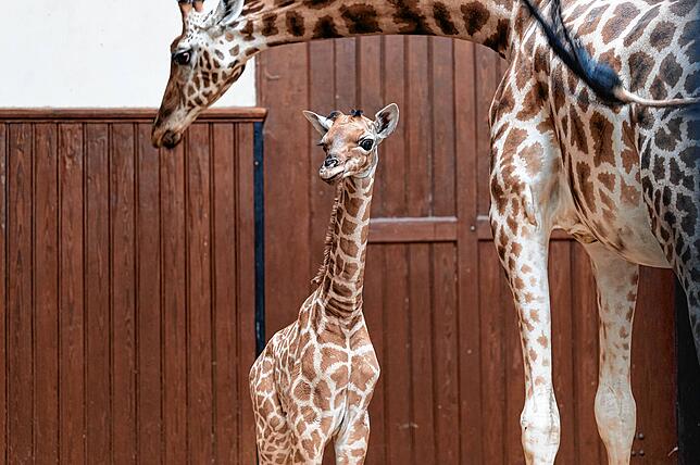 Tufani schaut sich um, Mama Sophie beugt ihren Hals über ihr Neugeborenes.