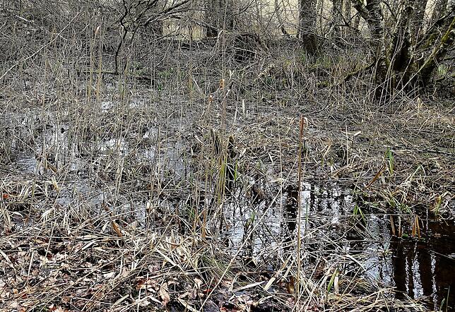 Durch das Anlegen von Dämmen wird das Wasser der Deggenhauser Aach aufgestaut und tritt im Randbereich über die Ufer.