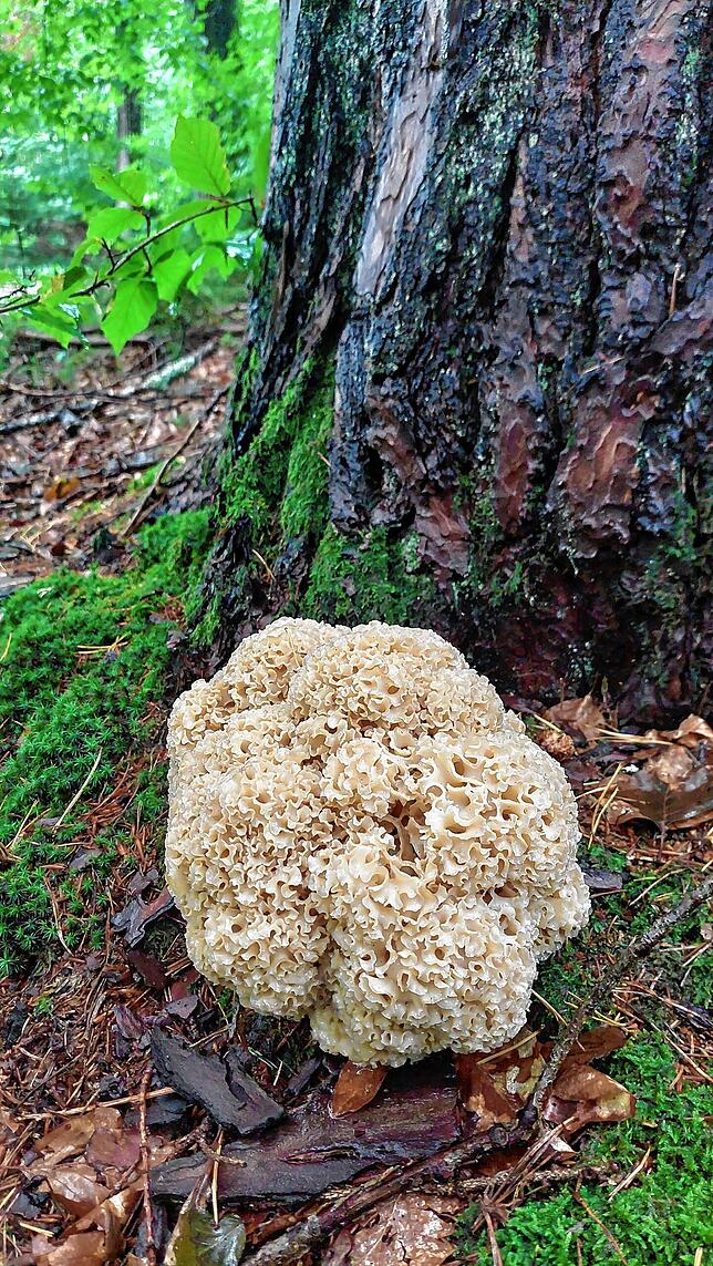 Eine aktuelle Aufnahme aus einem Waldstück bei Denkingen: Die Krause Glucke ist ein hervorragender Speisepilz und wächst gerne am Fuß ...