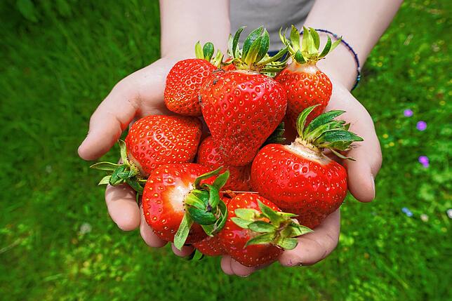 Schon jetzt gibt es sie zu kaufen. Reif, rot und unglaublich süß sind die regionalen Erdbeeren, auch dank des bisher sehr warmen Frühlings.