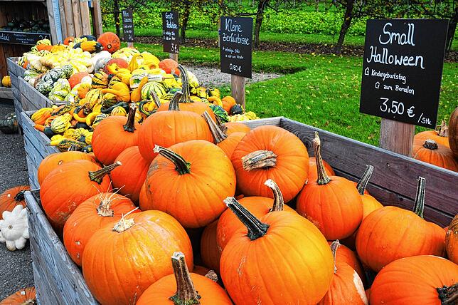 Von Halloween bis Gelb und Grün: Rund 100 Sorten Kürbisse hat der Stotzhof im Angebot.