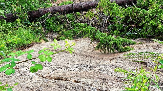 Ein kleiner Erdrutsch im Wald bei Bodman hat ein Erdkabel mitgerissen und einen Stromausfall verursacht.