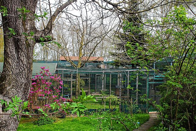Der Garten von Nada Lange ist eine riesige Wohnanlage für ihre Wildkatzen. Jedes Tier hat sein eigenes Häuschen und Gehege. Auch nach ...