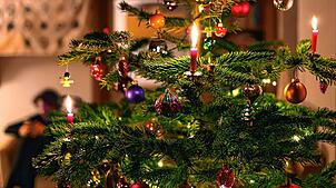Ein bunt geschmückter Weihnachtsbaum. Bald ist seine Herrlichkeit vorbei. Doch er kann eine zweite Karriere starten: im Garten, im ...
