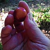 Unverhoffte Leckerei: Eine wilde rote Mirabelle.