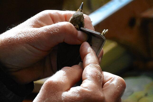 Die eingefangenen Vögel werden nicht nur beringt und registriert, sondern auch untersucht – und dabei unter anderem vermessen.