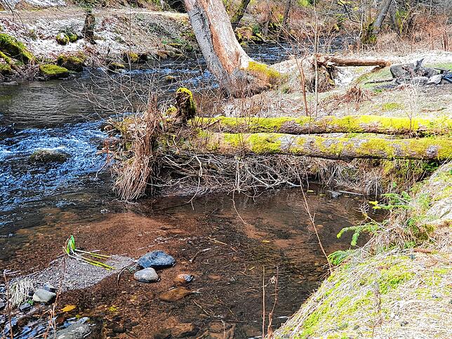 An der Kirnach oberhalb von Villingen. Hier kippen reihenweise die Bäume, weil der Biber die Wiesen flutet.