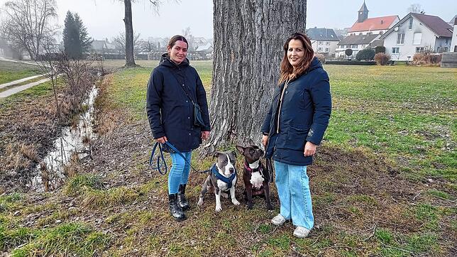 Annabell Schaal mit Honda und Maria Bennardo mit Mila unterwegs im Hausener Aachried. Ihre Hunde sind American Staffordshire ...