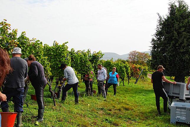 Das Team des Weinguts Lorenz und Corina Keller erntet fleißig die letzten Weinbeeren.