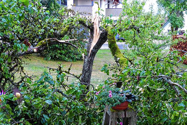 Zahlreiche Bäume fielen dem Unwetter am Sonntag zum Opfer.