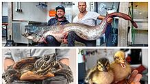 Tierischer August am Bodensee – von Panzerträgern, Paddelprofis und Fischgiganten.