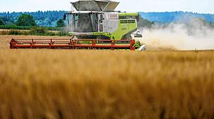 Ein Mähdrescher ist auf einem Feld mit Wintergerste unterwegs und zieht eine Staubwolke hinter sich her.