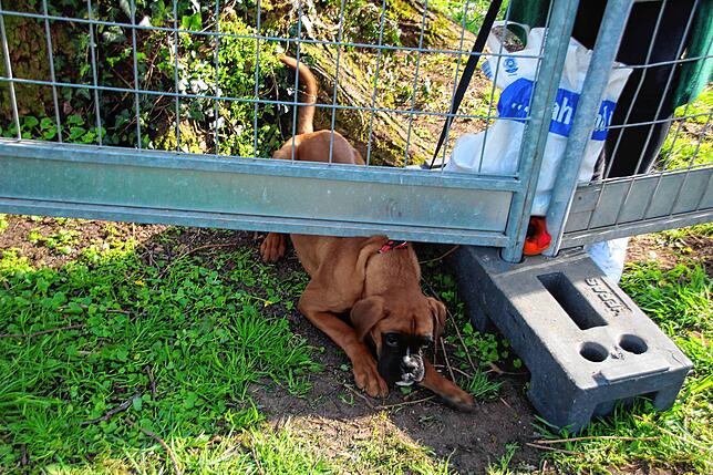 Quina versucht kurzerhand, sich unter dem Zaun durchzuzwängen.