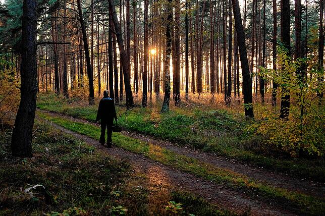 Auch auf den richtigen Zeitpunkt kommt es an: 10 bis 14 Tage nach dem Regen sprießen die Pilze.