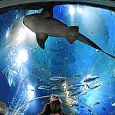 Fischen, Haien, Schildkröten und mehr kann man im Sea Life in Konstanz ganz nah kommen.