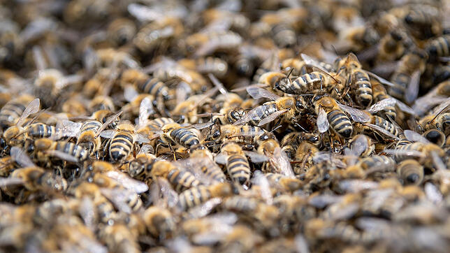 Der Arten- und Bienenschutz steht im Mittelpunkt des Volksbegehrens. Doch der Gesetzestext der Initiative Pro Biene ist umstritten. Die ...