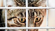 Eine Katze sieht durch ein Gitter. (Symbolfoto) Nach einem Fall von Tierquälerei sucht die Polizei dringend Zeugen.