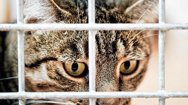 Eine Katze sieht durch ein Gitter. (Symbolfoto) Nach einem Fall von Tierquälerei sucht die Polizei dringend Zeugen.