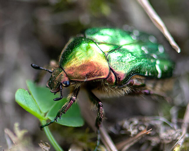 Blühflächen statt reines Ackerland: Das kommt der Insektenwelt zugute. Mit der Übernahme einer Patenschaft für Blühstreifen, kann jeder ...