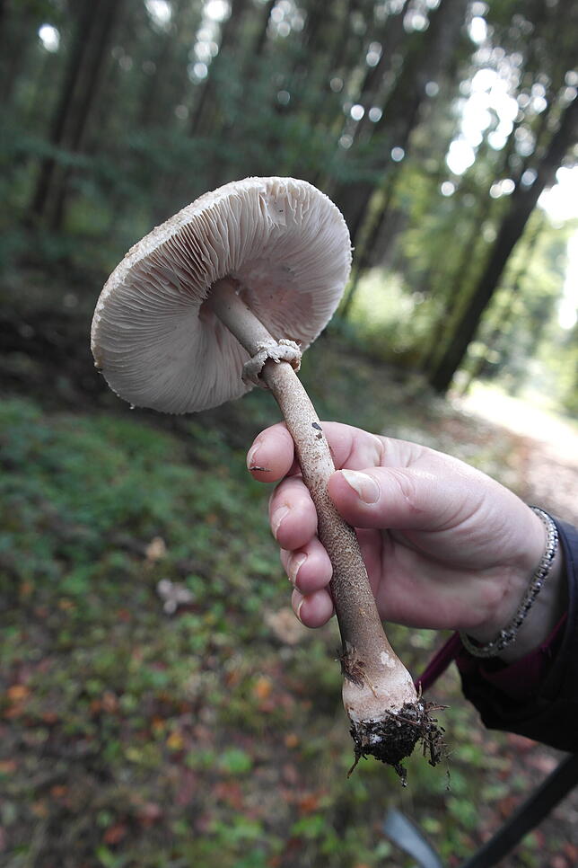 Der schmackhafte Parasol ist ein guter „Anfängerpilz“ und gut an seinem verschiebbaren Ring zu erkennen.