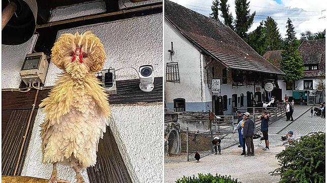 Huhn Erna lebt eigentlich auf der Lochmühle in Eigeltingen, doch Anfang Januar wurde das Paduaner Haubenhuhn offenbar in die Schweiz ...