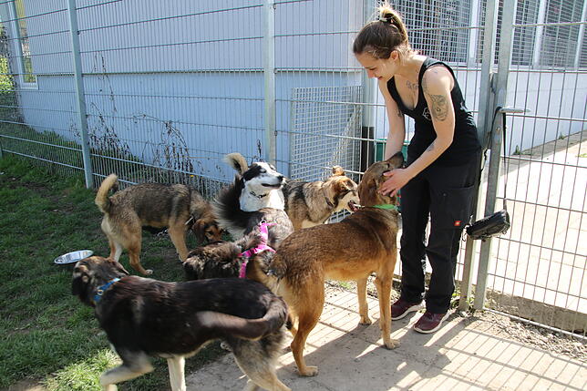 Diese sechs Hunde wurden von der Tierrettung nach Radolfzell gebracht. Sie stammen ursprünglich aus der Ukraine, waren aber in Rumänien ...