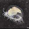 1999 ist die Süßwasserqualle erstmal im Bodensee entdeckt worden. Normalerweise sind die Tiere in Polypenform am Seegrund zu finden. Sie ...