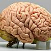 Was steckt drin im Gehirn? Aus Zellen, Nervenbahnen und ihren Verknüpfungen entsteht das Wunder der Intelligenz. Wie viel ein Mensch von ...