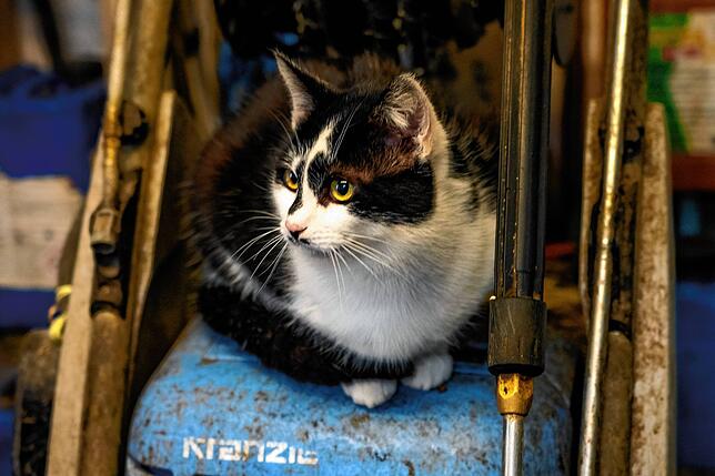 Diese hübsche Muschi ist von den Katzenfängern sicher. Sie ist zahm und gehört zum Hof.