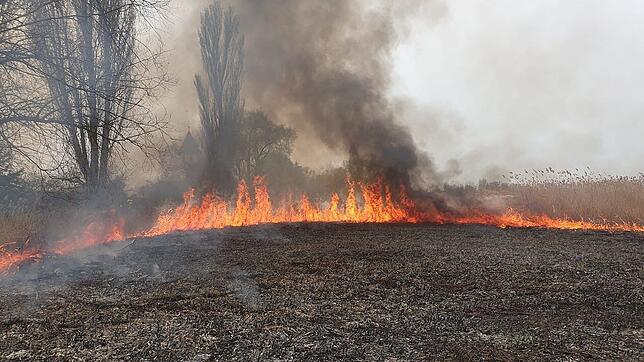 (Archivbild) Ein Schilfbrand im März auf der Reichenau. Aktuell ist die Gefahr, dass es zu Flächen- und Waldbränden kommt, hoch.