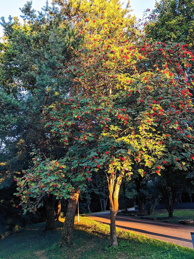 Der Baum trägt im August bereits rote Früchte.