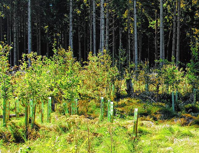 Junge Eichenpflanzen werden mit Wuchshüllen vor Wildschäden geschützt.